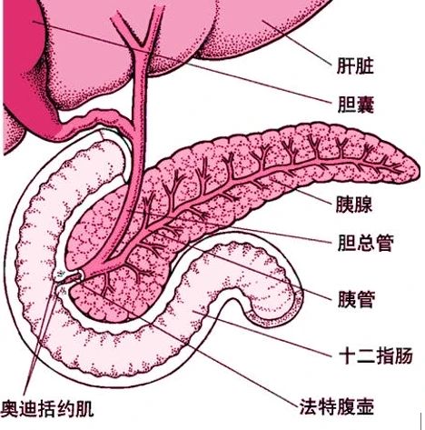 孩子腹痛？家长们“胰”定要小心