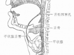 【健康科普】不容忽视的“颈部小包块”：甲舌囊肿